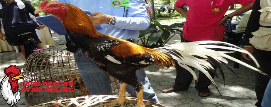Trik Rahasia Menumbuhkan Bulu Ayam