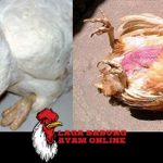 Penyakit Tetelo Pada Ayam
