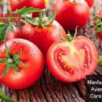 manfaat tomat