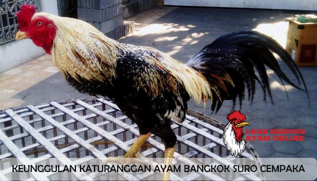 Ayam bangkok suro cempaka