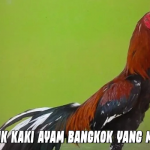 Ciri Sisik Kaki Ayam Bangkok yang Mematikan