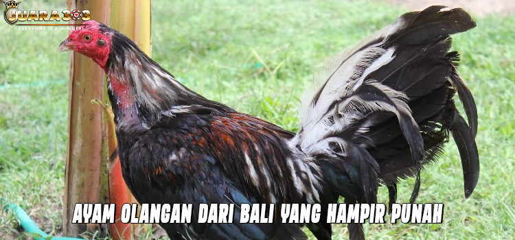 Ayam Olangan Dari Bali yang Hampir Punah
