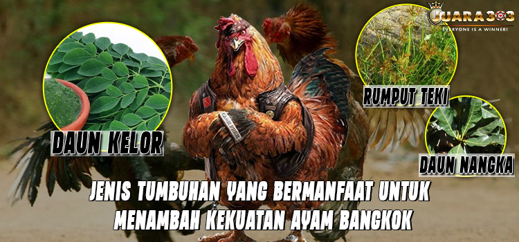 3 Jenis Tumbuhan Yang Bermanfaat Untuk Menambah Kekuatan Ayam Bangkok